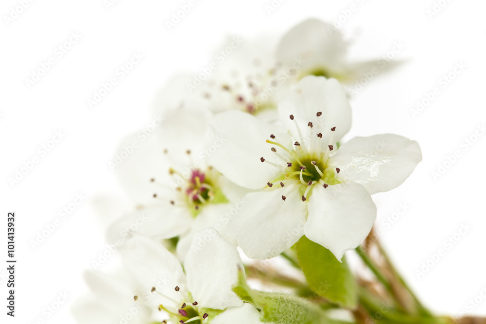 Spring apple blossom on white background. Macro. Shallow dof. Selective focus. Spring apple blossom on white background. Macro. Shallow dof. Selective focus.