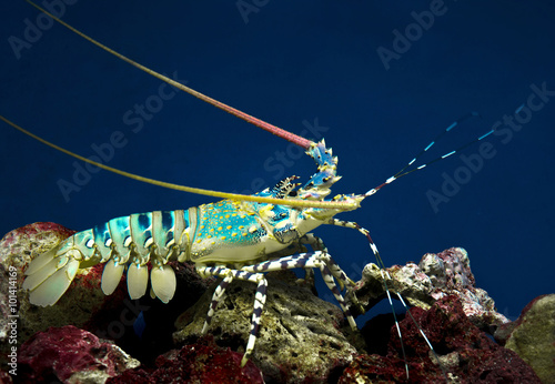 lobster underwater, coral sea life