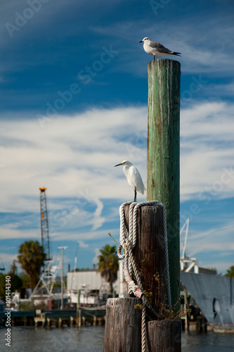 Dock Watchers - Seabirds perch atop  a boat mooring at the Sponge Docks in Tarpon Springs, Florida.