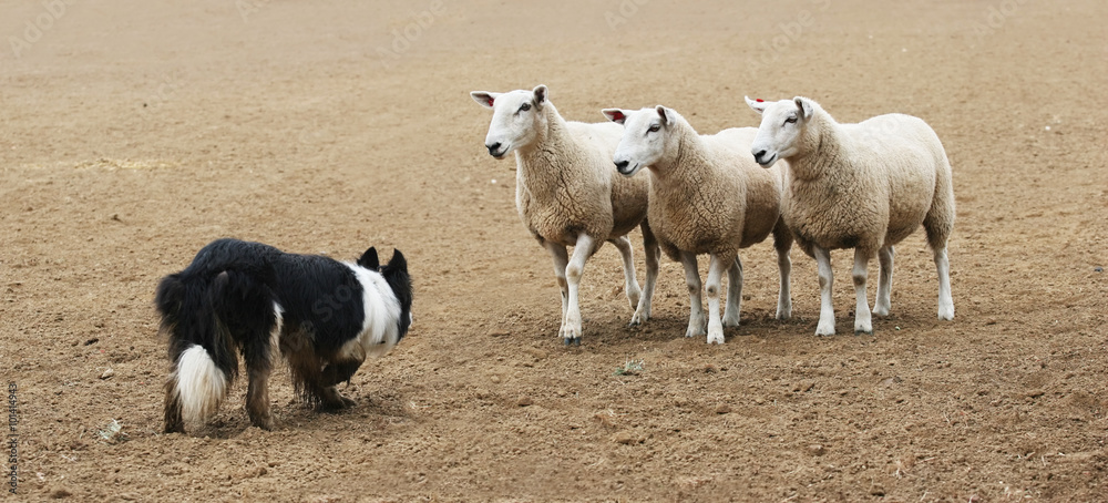 Εκτύπωση καμβά Sheepdog Staring Down a Group of  Sheep