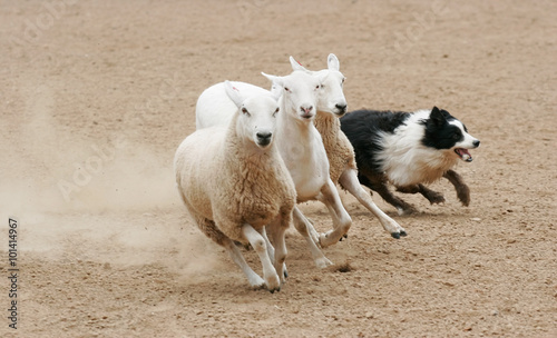 Tablou pe pânză Sheepdog Herding Three Sheep