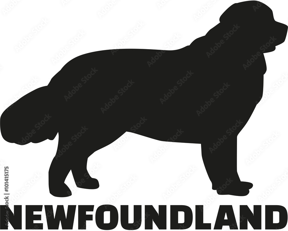 Newfoundland with breed name