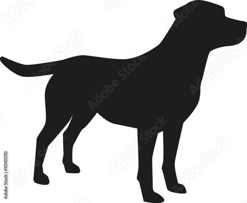 Labrador Retriever silhouette photo