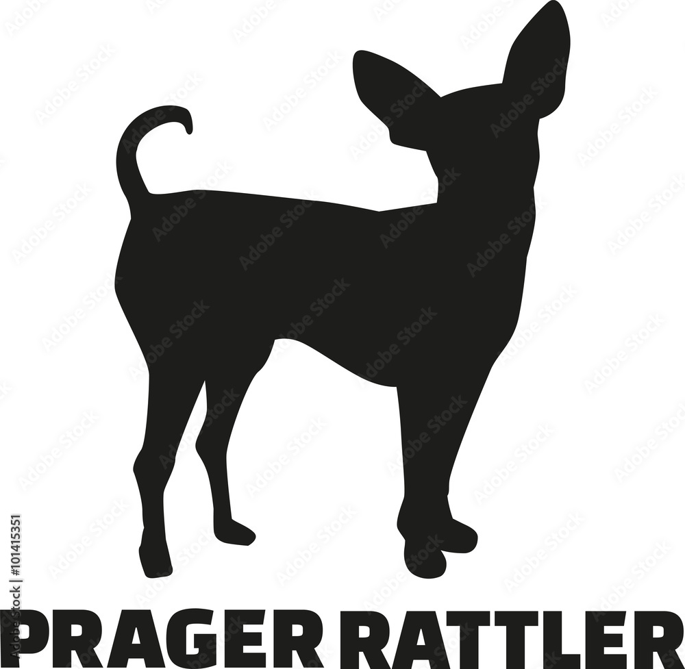 Fotografie Prague ratter with german breed name