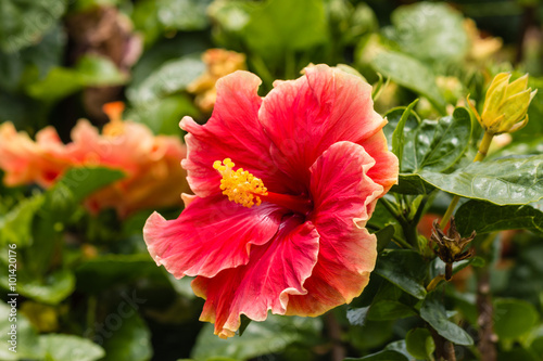 Fototapeta Naklejka Na Ścianę i Meble -  red hibiscus flower in bloom