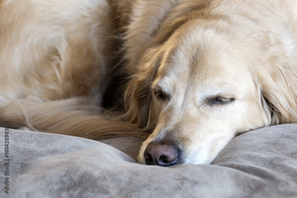 Golden Retriever sleeping on his dog bed