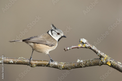 Portrait of Crested tit bird perched on branch