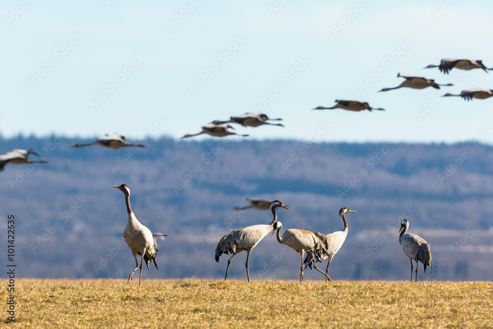 Fototapeta premium Cranes on the field and cranes flying in the air