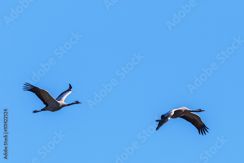 Pair of Cranes flying in the spring