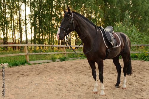 saddled horse stands on the sand