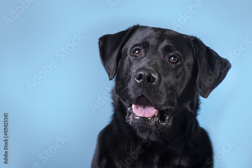 Beautiful black labrador isolated on blue screen © Dinko Abrashev