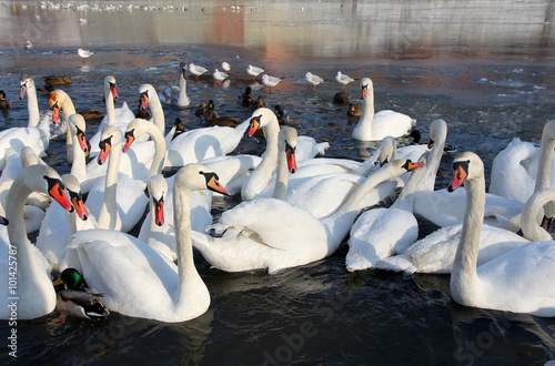 herd of white swans swimming on the river in winter
