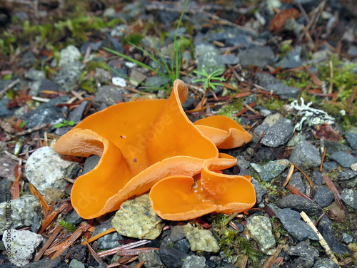 Orange Peel Fungus - Aleuria aurantia photo