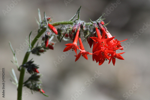 Scarlet Gilia or Skyrocket (Ipomopsis aggregata) photo