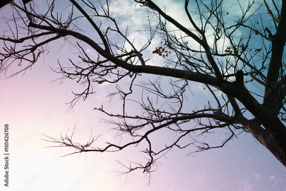 leafless tree branches against sunset sky. retro style image
leafless tree branches against sunset sky. retro style image