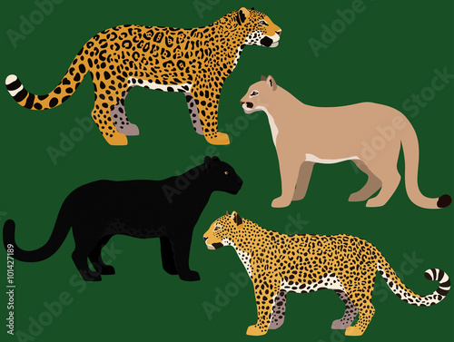 Illustration of black panther, cougar, jaguar and leopard.