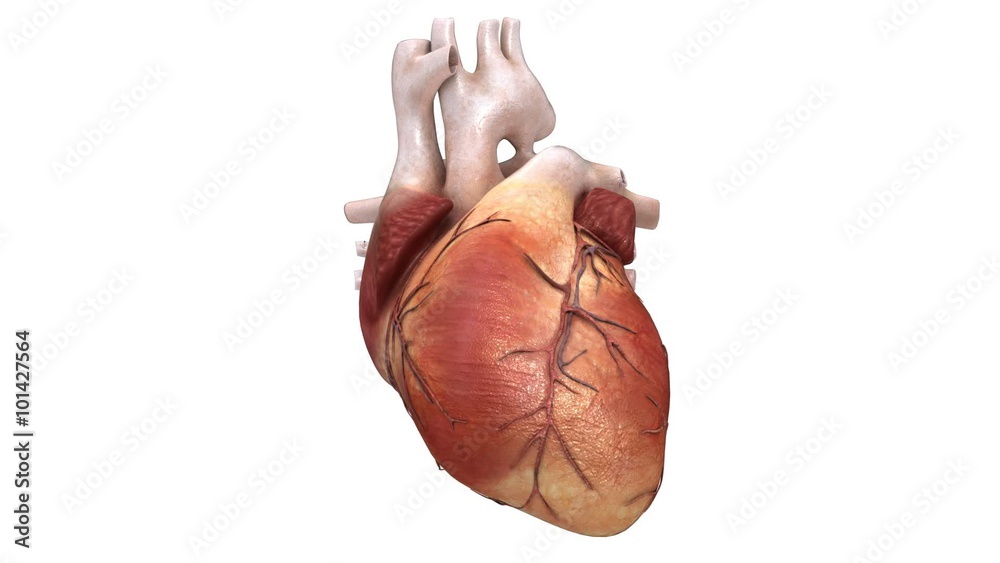 3D Render of a beating Human Heart
