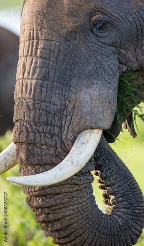 Detail of the head and an elephant tusk. Africa. Kenya. Tanzania. Serengeti. Maasai Mara. An excellent illustration.