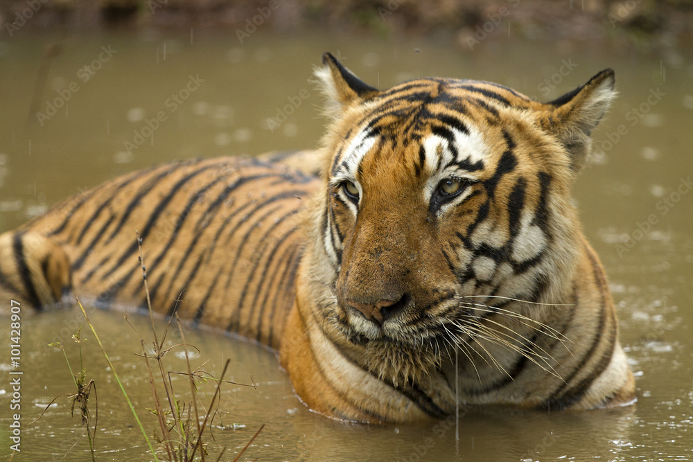 The Prince- Indian Tiger laying in water The Prince- Indian Tiger laying in water