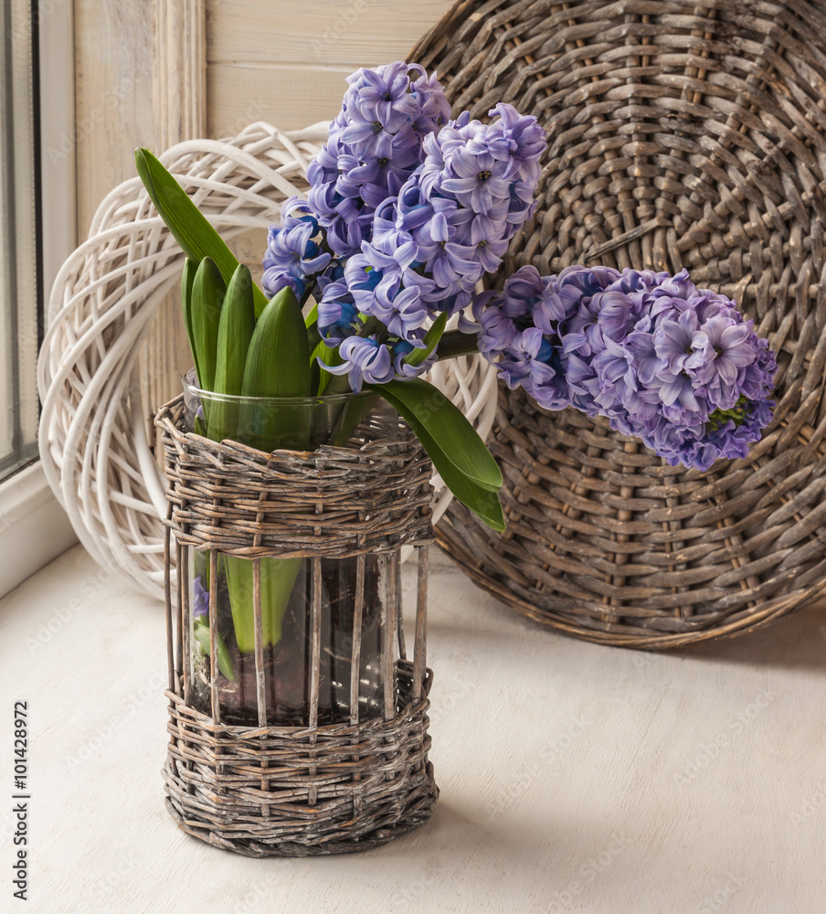 Hyacinths  bloom in the window