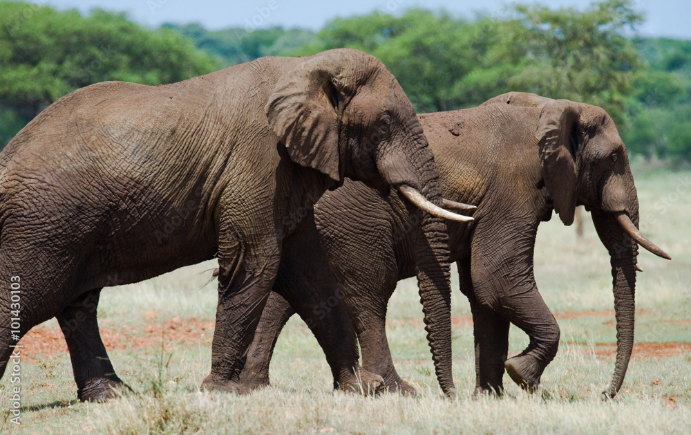Two elephants are going  in Savannah. Africa. Kenya. Tanzania. Serengeti. Maasai Mara. An excellent illustration.