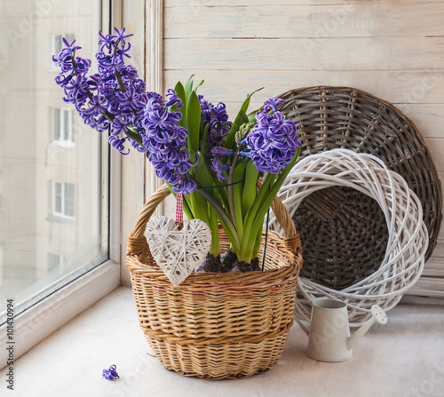 Hyacinths in a basket  on the background braided circle