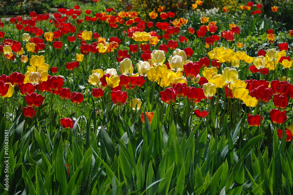 Beautiful spring flowers. colorful tulips. Floral Background.