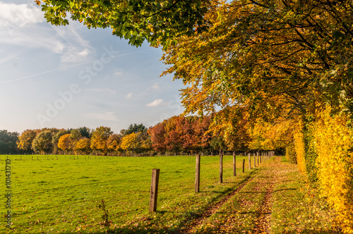 Fototapeta Naklejka Na Ścianę i Meble -  Herbst 19