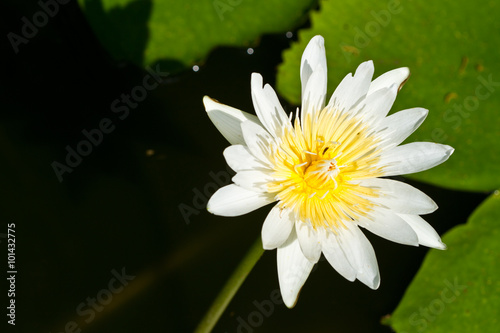 Water lily on Koh Ngai island Thailand