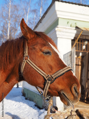 Portrait of a red horse