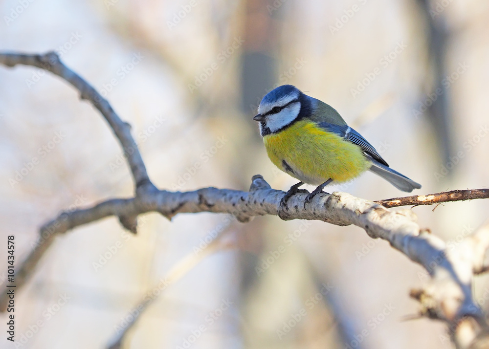 Blue Tit in the forest