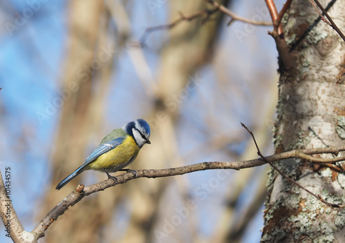 Blue Tit in the forest