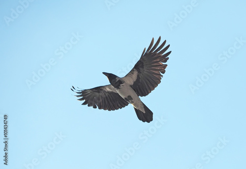 gray crow in the sky