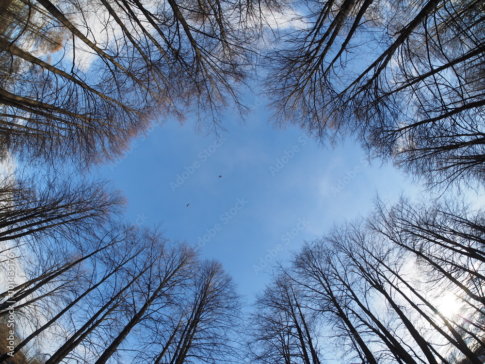 Fototapeta the trees below