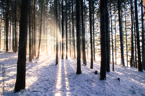 Sonnenstrahlen in winterlichem Wald, Weitwinkel