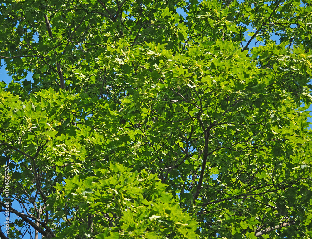 green leaves of maple