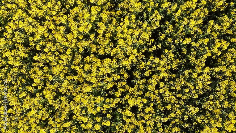 Rapeseed field with height. Fly camera. Spinning views