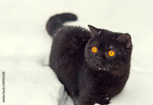 Portrait of brown british shorthair kitten walking in snow