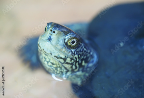 portrait of turtle