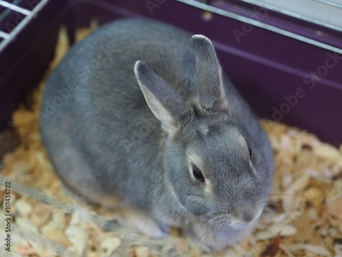 decorative rabbit in a cage