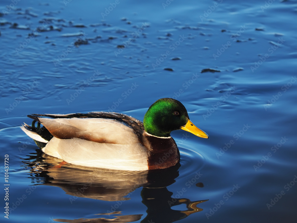 Fototapeta premium duck on the lake