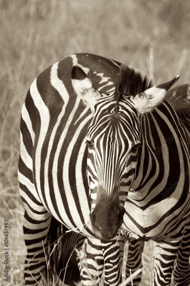 Naklejka premium Zebra in schwarz-weiß