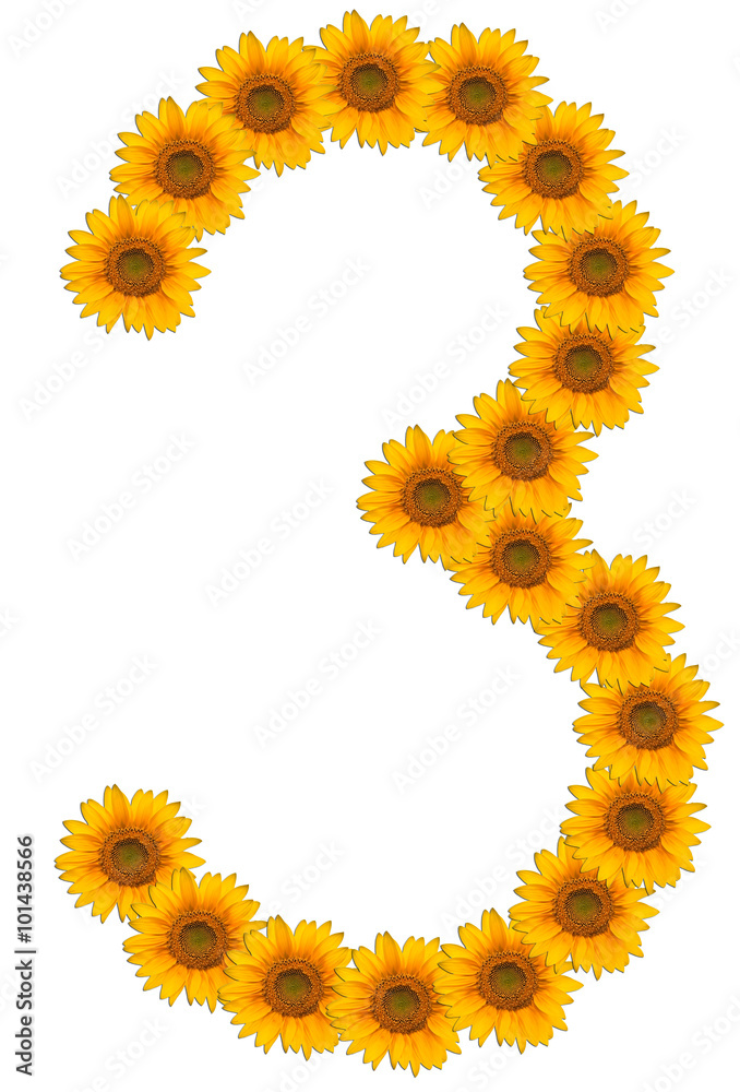 numbers of flowers of sunflower on a white background