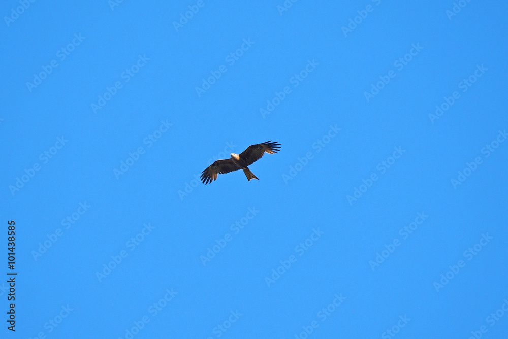 bird of prey in the sky bird of prey in the sky