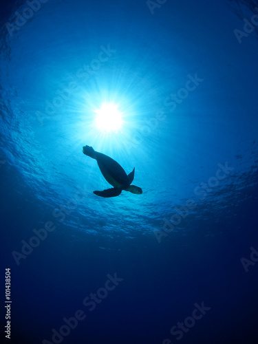 アオウミガメ © indy1227