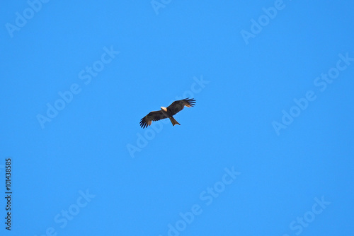 bird of prey in the sky photo