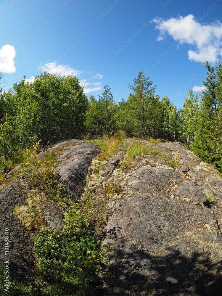 Rocks in the Forest