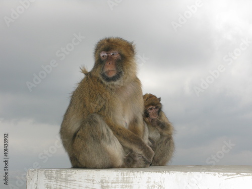 Photography Mum and baby monkey