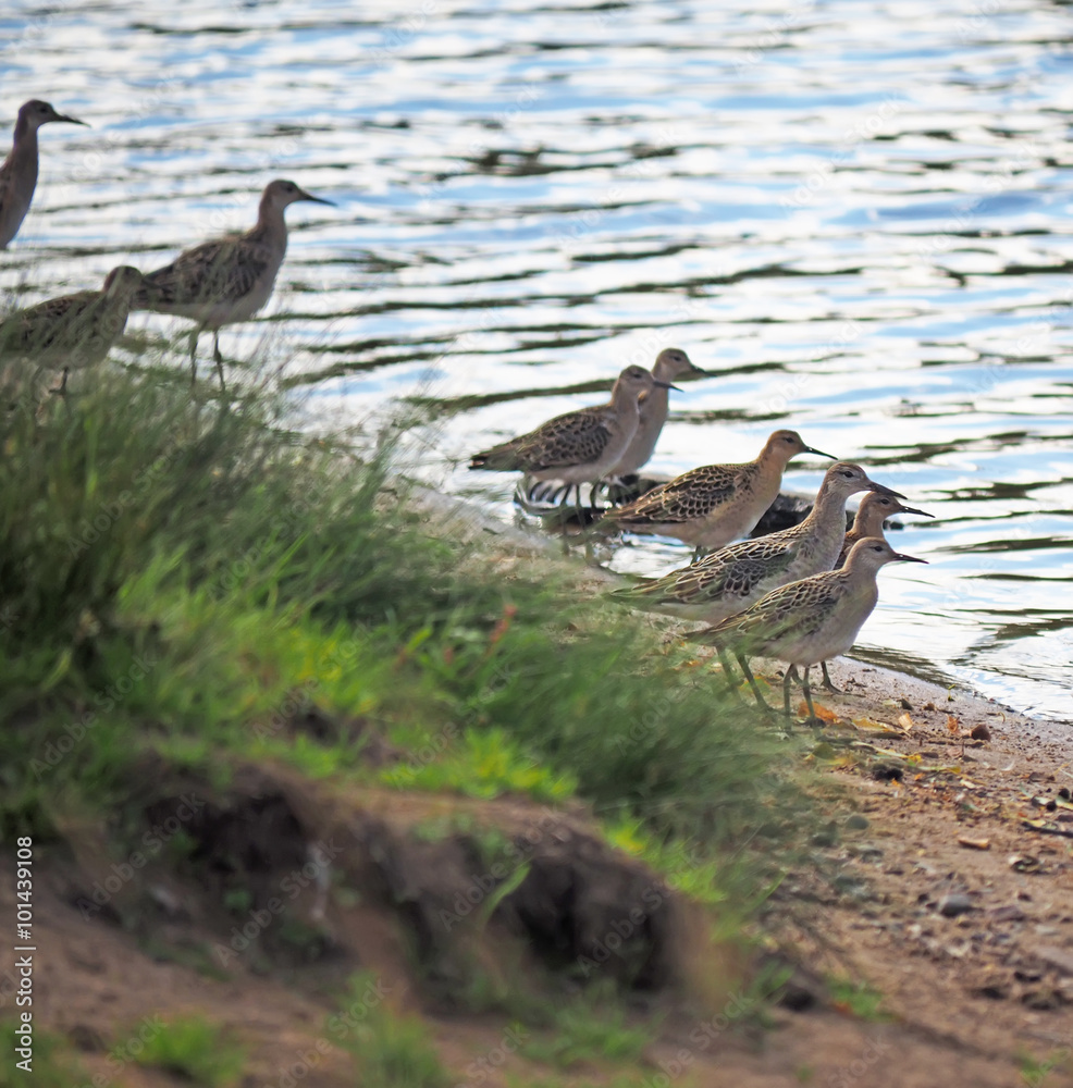 Sandpiper on the river Sandpiper on the river