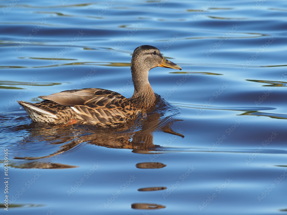 duck on the lake duck on the lake